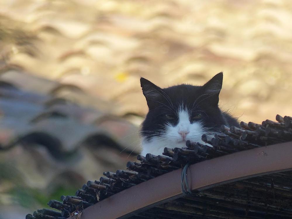 Le Chat Sur Le Toit Lourmarin Exterior foto