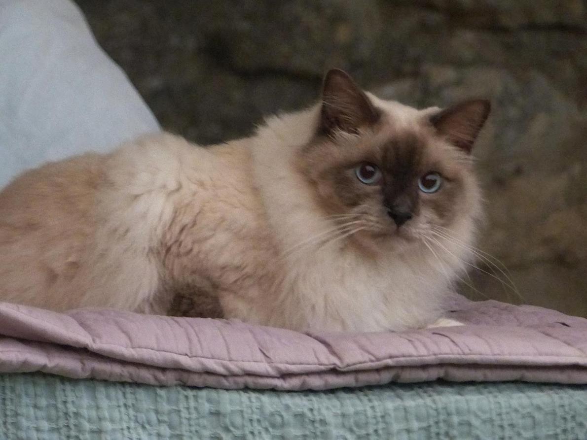 Le Chat Sur Le Toit Lourmarin Exterior foto